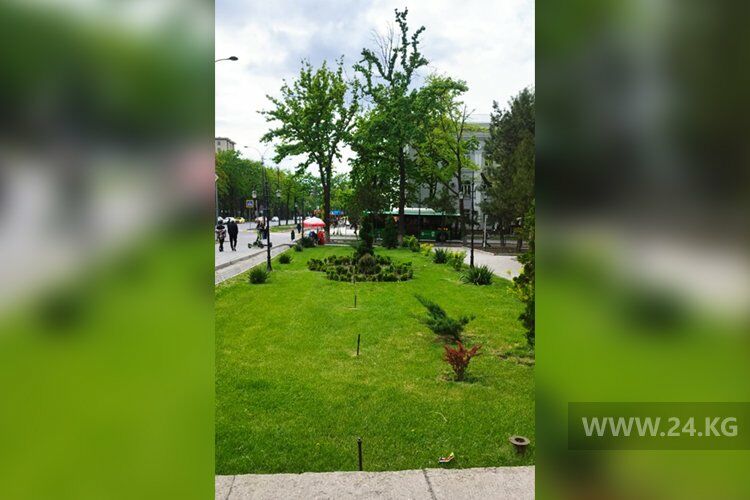 Деревья деградированы, ирригация изношена. О&nbsp;проблемах озеленения Бишкека