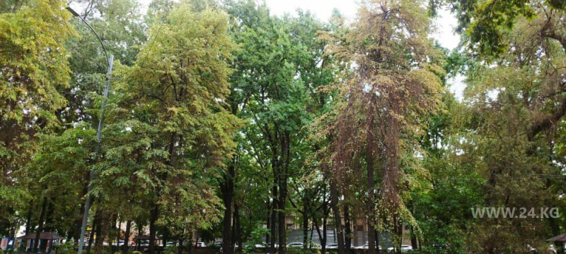 Деревья деградированы, ирригация изношена. О&nbsp;проблемах озеленения Бишкека