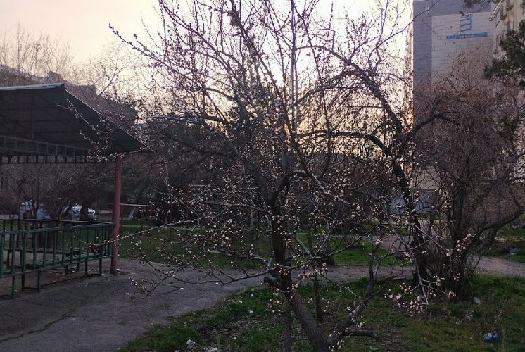Утро на Иссык-Куле и весенний Бишкек. Фото и видео читателей 24.kg
