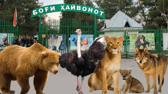 Жара до +46 и старые проблемы: как зоопарк в Душанбе переживает аномальный июль
